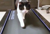 猫咪跑步机不使用时应如何处理？常见问题及解决方法？