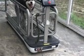 以二哈跑步机为主题的运动健身研究（二哈跑步机的设计特点及使用方法）