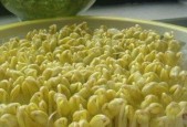 如何使用豆芽机发黄豆芽（掌握技巧）