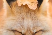 狐狸运动相机如何通过手机进行拍照？