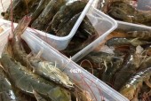 冷鲜食材储存的最佳选择——以冰柜的虾怎么处理（科学保存）