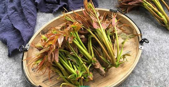 以香椿可以放冰箱保存吗（冷藏法）  第1张