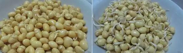 如何使用豆芽机发黄豆芽（掌握技巧）  第3张