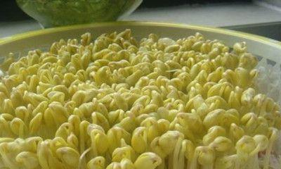 如何使用豆芽机发黄豆芽（掌握技巧）  第1张