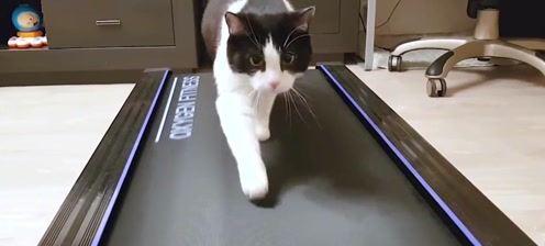 猫咪跑步机不使用时应如何处理？常见问题及解决方法？  第1张