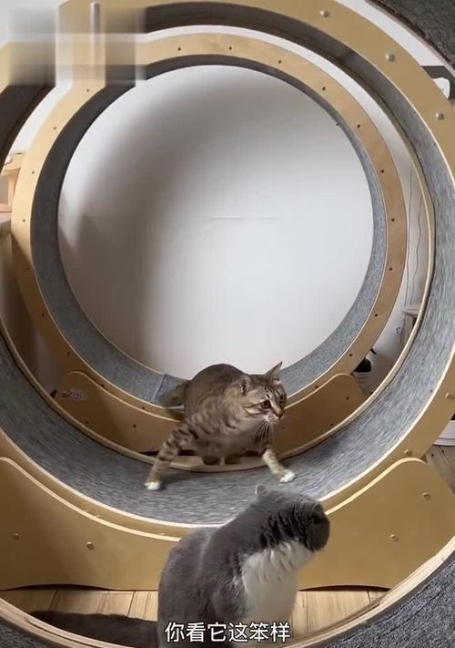 猫咪跑步机不使用时应如何处理？常见问题及解决方法？  第3张